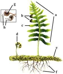 plantas? Haz un esquema del ciclo reproductor de una planta.