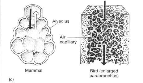 En mamíferos, presencia del diafragma como parte