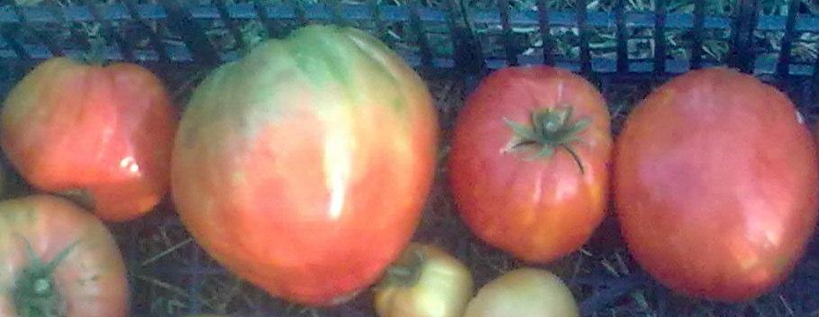 Tomate de pera Descripción de la planta: crecimiento determinado, las plantas alcanzan 1 m o 1,20 m. Descripción fruto: color rojo, forma de pera, muy carnoso, ideal para hacer conservas.