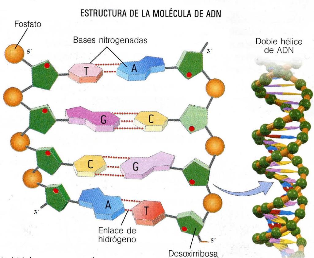 Estructura: El modelo que se acepta actualmente es el que propusieron Watson y Crick, basado en estudios de Rosalynd Franklin La estructura de una molécula de ADN es de doble hélice.