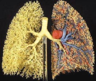 que conforman el hilio pulmonar, vena pulmonar (azul), arteria pulmonar