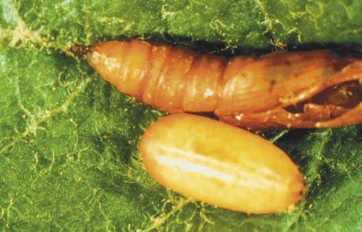 Tachinid Fly larvae are internal parasites of leafroller and
