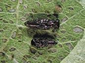 4mm Larvas de la avispita Colpoclypeus parasitan enrolladores