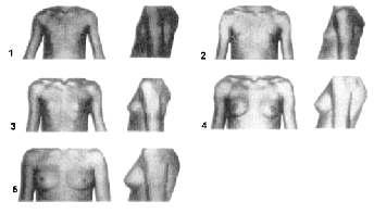 Desarrollo mamario La clasificación del desarrollo mamario, no considera el tamaño ni forma de ella, puesto que estas características están determinadas por factores genéticos y nutricionales.