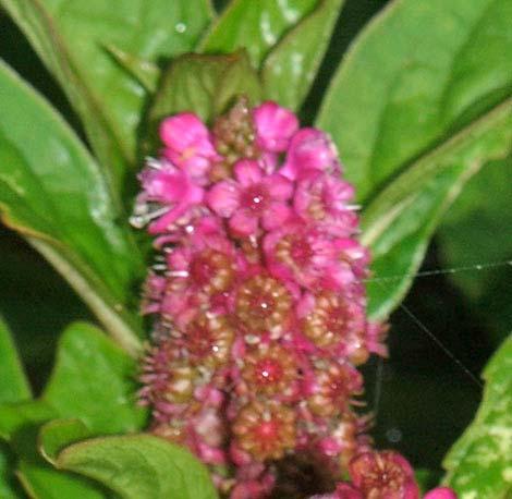 Oxalis latifolia OXALIDACEAE