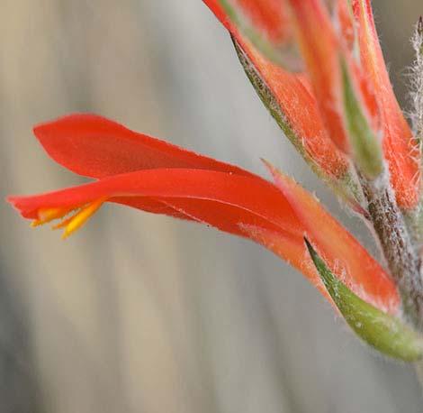 49 Begonia foliosa