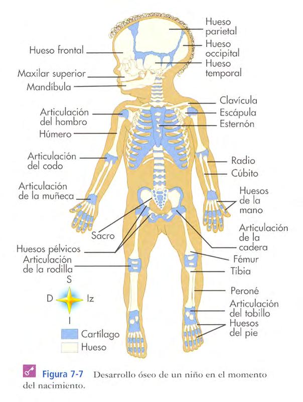 Desarrollo óseo (2) Para valorar el grado de maduración ósea se practicará una radiogracía de rodilla y pies en menores de 1 año y de muñeca y parte inferior del antebrazo en los mayores de 12 meses.