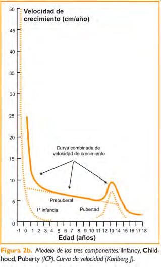 Patrón de crecimiento humano: modelo ICP para representar las curva de crecimiento (Kalberg) 1. INFANCIA: (I) Segunda mitad gestación hasta 3 años.