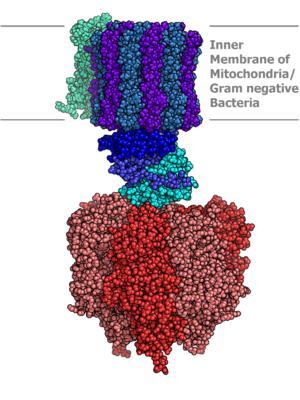 Enzima Masa Molar Subunidades Proteicas omplejo V ATP