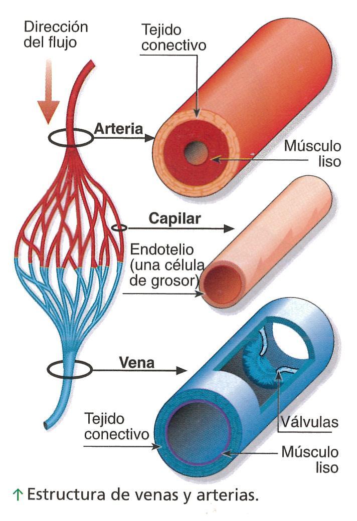 Arterilas Venas: Llevan el líquid circulatri desde ls órgans al crazón. Vénulas Capilares: Pnen en cntact arterias y venas.