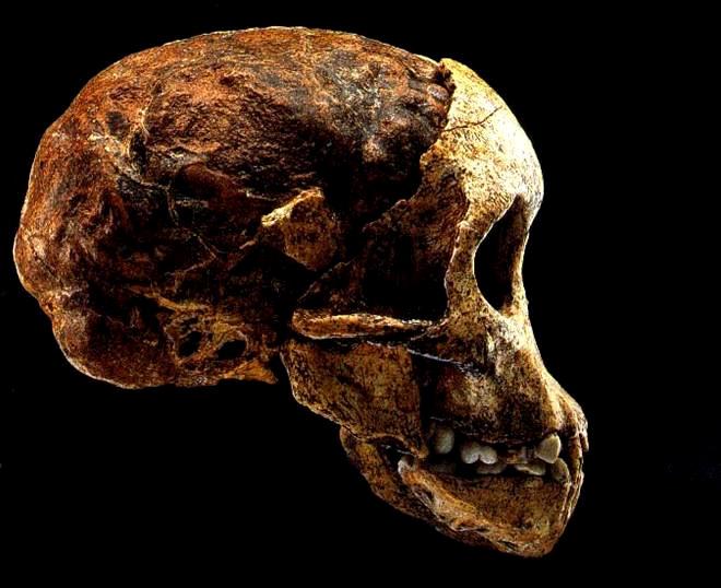 Australopithecus africanus El niño de Taung Descubierto en 1924 por Raymond