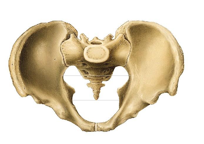 Pelvis Ósea El mecanismo de trabajo de parto es esencialmente un proceso de acomodación del feto y el pasaje óseo que debe atravesar, por lo tanto, el tamaño y la forma de la pelvis tiene especial