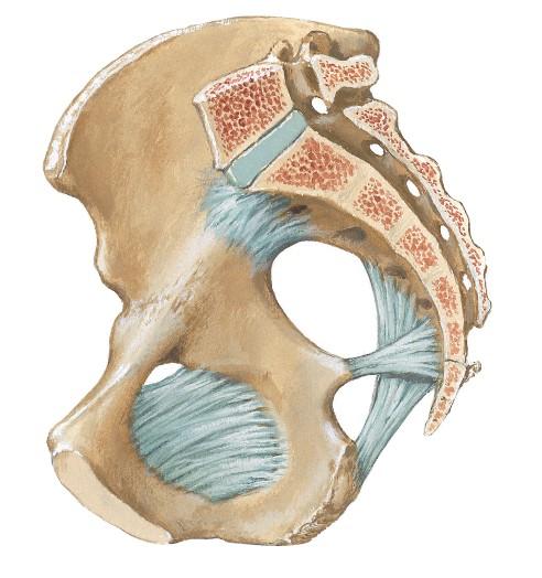 2. Estrecho medio de la pelvis.- Es la excavación de la pelvis, tiene una altura anterior de 4 cm (la del pubis), atrás mide 15 cm. (la del sacrococcis), lateralmente 8 cm.