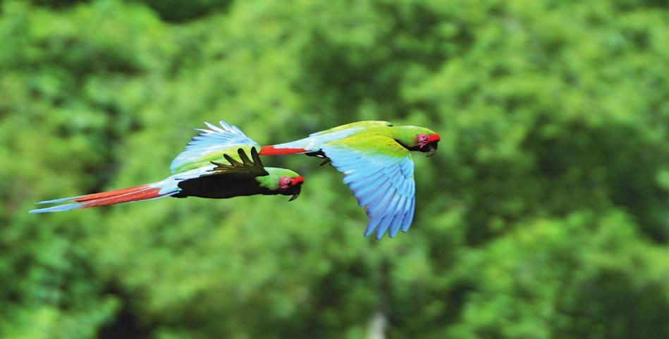 16 Aves Argentinas N&C JUNIO 2012 Dos impresionantes fotografías que son, en sí mismas, documentos históricos del redescubrimiento: una pareja de guacamayos verdes volando en las yungas salteñas y,