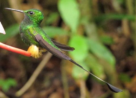 Booted Racket-tail,