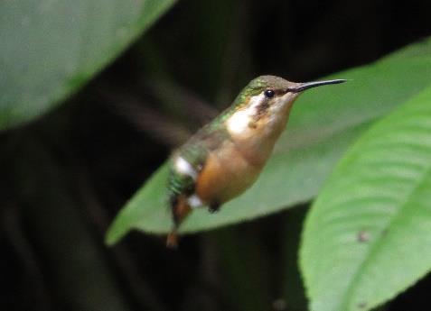 Amazilia amazilia Amazilia Hummingbird, Colibrí