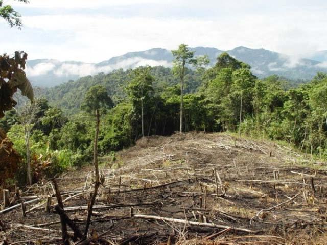 Aproximadamente 9 millones de hectáreas han sido deforestadas en la Amazonia. Pérdida de la cobertura forestal original.