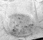 Enjuaga con agua destilada estéril Secado y siembra de discos de fruta en medio de cultivo. Camatti-Sartori et al.