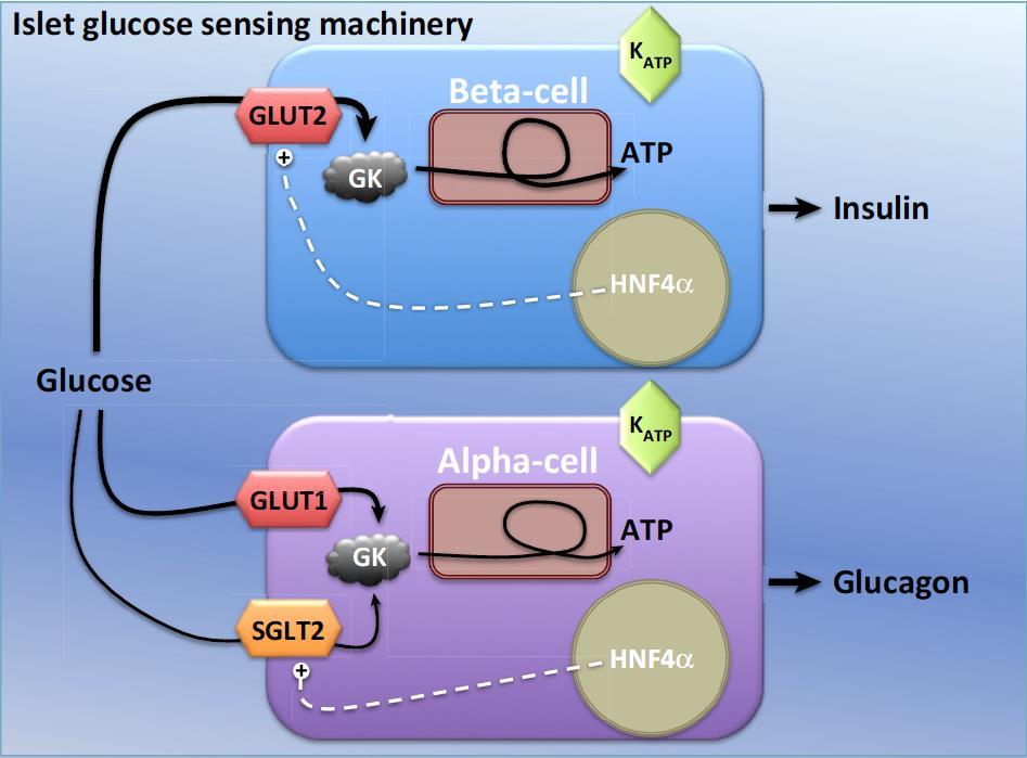 Transporte de glucosa en las células Alfa y Beta Kibbey,
