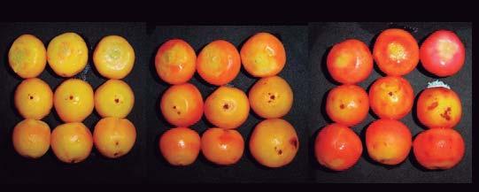 26 Aprovechamiento agroalimentario del butiá en Rocha Figura 2. Colores de la cáscara de los frutos de butiá (Zaccari, 2011b).