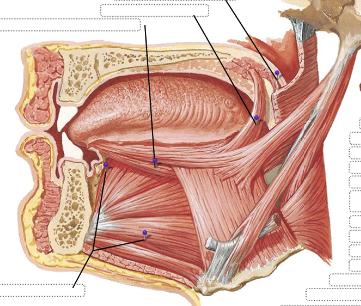 Músculo longitudinal inferior de la lengua Músculo