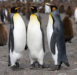 Biogeografía (Corología) _ Extensión Especies cosmopolitas Especies endémicas Aptenodytes patagonicus (pingüino rey)