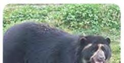 La fragmentación y la destrucción de su hábitat son las principales amenazas para el oso de anteojos. El tráfico ilegal llega en tercera position.