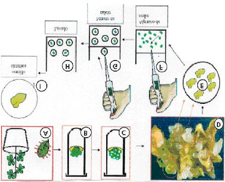 Pasos en la producción de semillas artificiales 1. Inducción a la embriogénesis somática 2.