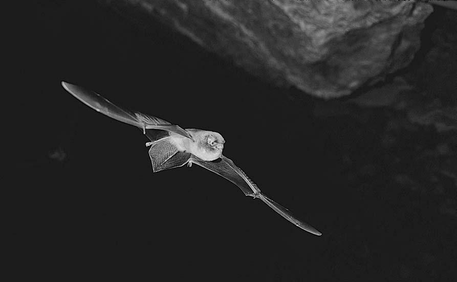 Murciélago de cueva (Miniopterus schreibersii) en vuelo. Considerada especie sensible a la alteración del hábitat.