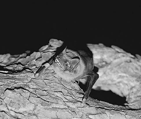 Catalogación de las especies de murciélagos en Navarra de interés 32% no amenazadas 35% vulnerables 14% sensibles 5% en peligro 14% Figura1.