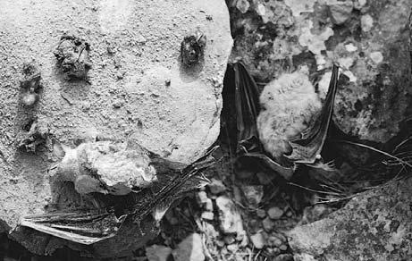 Murciélagos ratoneros medianos (Myotis blythii) muertos por gamberrismo. Sólo queda una colonia reproductora en Navarra.