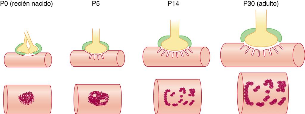 442 PARTE II: Fisiología anestésica las subunidades es similar, pero otras subunidades no se parecen a las del receptor postsináptico.