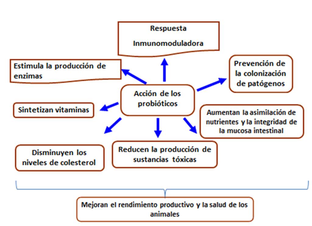 Modo de acción de Bacillus y Lactobacillus (Hooper et al., 2002)