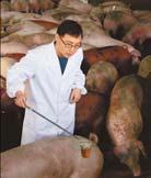 China transicion a la industrializacion Pequeños ganaderos dejan el