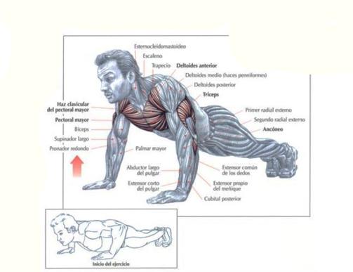 ! Test de FLEXIÓN DE BRAZOS Propósito: Medir la fuerza-resistencia de los músculos extensores de los brazos.