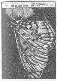 1972 : Mariposas (5 valores + HF) (Michel: 962-962 D + Block 189). Precis ceryne. Charaxes jasius. Lepidoptera : Tajuria jalindra. Acraeinae : Acraea anacreon.