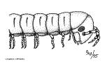 1 PARTE II Phylum ARTHROPODA Myriapoda Clases CHILOPODA y DIPLOPODA Objetivos: - Conocer las principales características de la morfología externa de Chilopoda y Diplopoda.