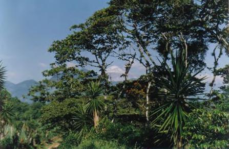 Figura 23. Vista del volcán Pico de Orizaba desde una selva con palmas de izote, cerca de una plantación de café en el borde sur de La Yerbabuena. Lista de Figuras Figura 1.