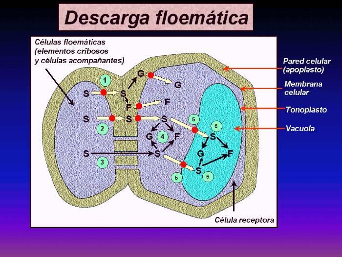 Modelo del proceso de descarga floemática.