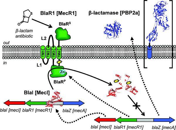 Regulación de la expresión de los genes de las β-lactamasas Resistencia a