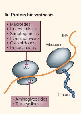 Antibióticos que inhiben la síntesis de proteínas Que actúan sobre la subunidad 30S del ribosoma Aminoglicósidos: Kanamicina