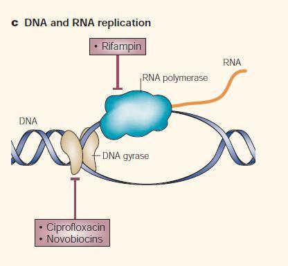 Modificación del sitio blanco Resistencia a Rifampicina: Mutaciones puntuales de subunidad β RNA Pol Resistencia a Quinolonas: Mutaciones puntuales de subunidad A o B de la DNA Girasa o mutaciones