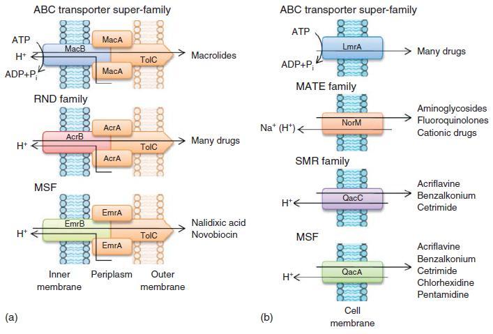 Disminución de la concentración intracelular: Bombas de eflujo Gram negativas Gram positivas 1) ABC: ATP-binding cassette 2) MSF: major