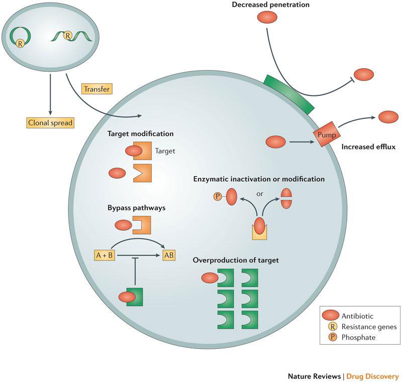 Mecanismos de Resistencia frente a ATB 1- Inactivación por destrucción o modificación de la droga: - Hidrólisis - Modificación covalente 2- Modificación del