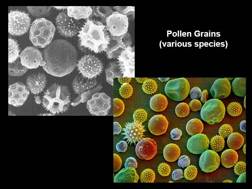 Granos de polen