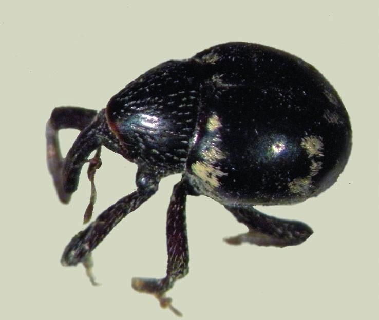 Nombre común: No existe Tipo: Arthropoda / Clase: Insecta / Orden: Coleoptera / Familia: Brachyceridae Categoría UICN para España: VU B2ab(ii,iii); D2 Categoría UICN Mundial: NE Foto: M.