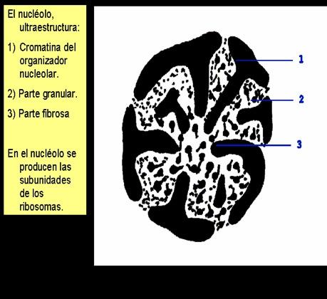 Presenta: Una región de aspecto fibrilar (3), donde se transcribe el ADN (organizador nucleolar,1) que codifica el ARN nucleolar, a partir del cual por