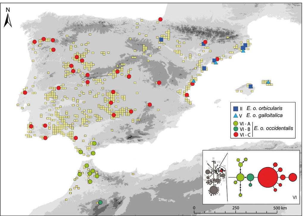 Bol. Asoc. Herpetol. Esp. (2015) 26(2) 43 Figura 1: Distribución de las subespecies de E. orbicularis en la península ibérica y Marruecos.