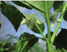 Figura 5.- Flores de la variedad Calakmul Características del fruto. La forma del fruto es triangularacampanulada con 3 a 4 lóculos (Figura 6 y 7). El pedúnculo tiene una longitud de 3.3 a 4.5 cm.