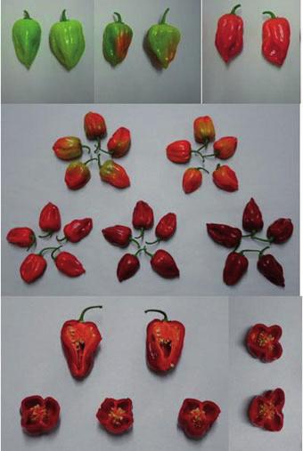 Figura 7.-Aspecto de los frutos de la variedad Calakmul. Frutos en estado verde, intermedio y maduro.